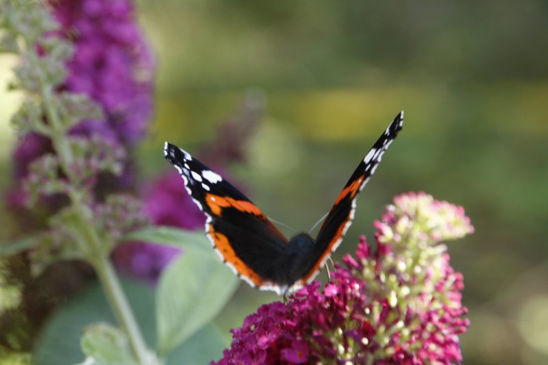 PAPILLON VULCAIN sur BUDDLEIA. LISE JALOUX